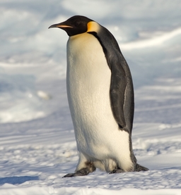 junowoz